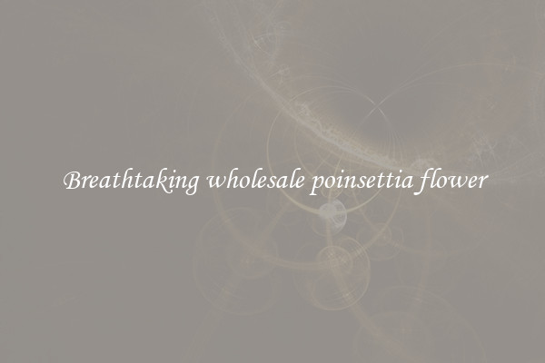 Breathtaking wholesale poinsettia flower